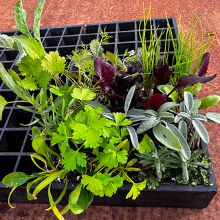 Wattle & Wick - Bundle 4: Seasonal Vegetable (Autumn/Winter) & leafy greens seedlings