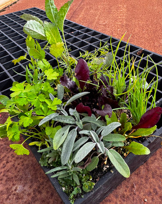 Wattle & Wick - Bundle 4: Seasonal Vegetable (Autumn/Winter) & leafy greens seedlings