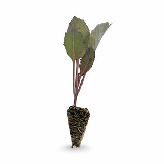 Rosé Cabbage Seedlings