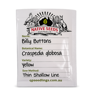 Billy Button Seeds (Craspedia globosa)