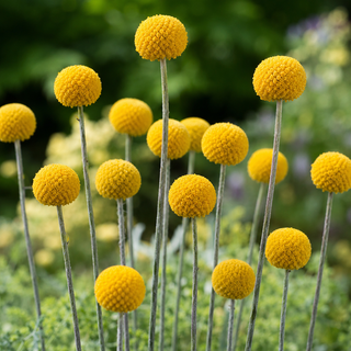 Billy Button Seeds (Craspedia globosa) - Quality Plants & Seedlings