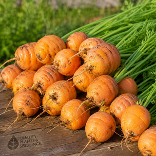 Carrot Seed (Paris Market)