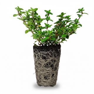 Creeping Thyme Seedlings