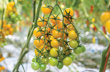 Load image into Gallery viewer, Tomato Seedling (Yellow Cherry)
