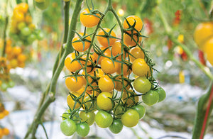 Tomato Seedling (Yellow Cherry)