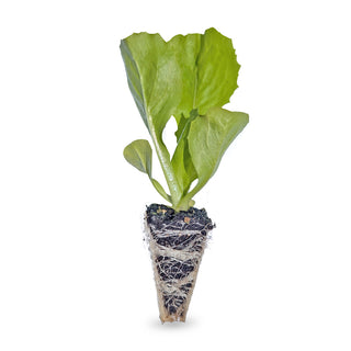 Endive Seedlings (Smooth leaf)