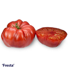 Load image into Gallery viewer, Tomato Seedling Heirloom (Fresta)
