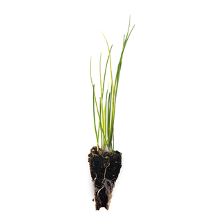 Chive Seedlings (Garlic)