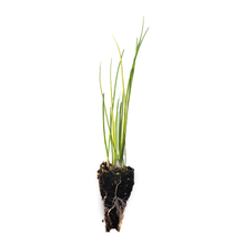 Load image into Gallery viewer, Chive Seedlings
