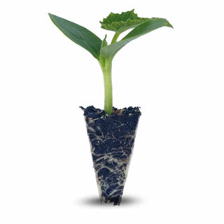 Gherkin Seedlings