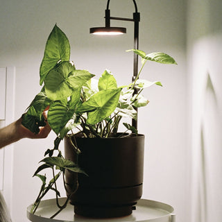 Ample PL01 - Grow Light