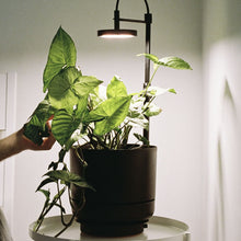 Load image into Gallery viewer, Ample PL01 - Grow Light
