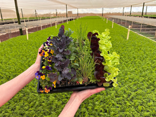 Seed Raising Kit – Christie Cooper × QPS Collaboration