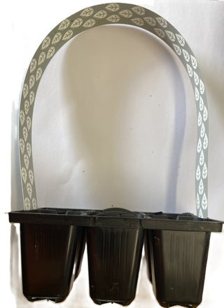 Seedling Plug Tray - Quality Plants & Seedlings