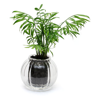 Medium Ribbed Self-watering Pot 'The Majestic'
