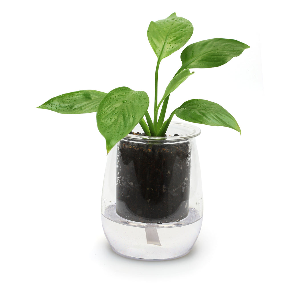 Mini Self-watering Pot 'The Compact' – Quality Plants & Seedlings