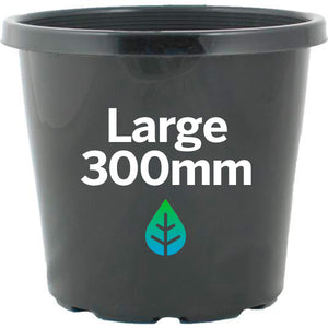 300mm Pot Plant
