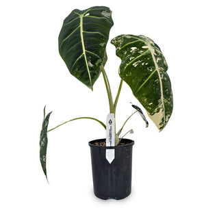 Alocasia micholitziana Frydek Variegata