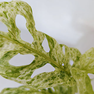 Monstera Adansonii Mint