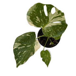 Monstera deliciosa Thai Constellation