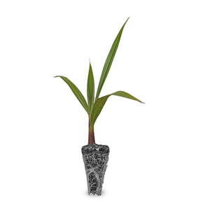 Plantlings 📬