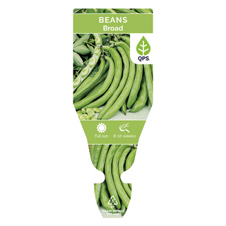 Broad Bean Seedlings