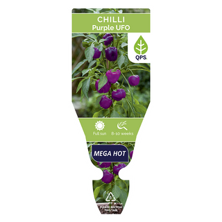 Purple UFO Chilli Seedlings