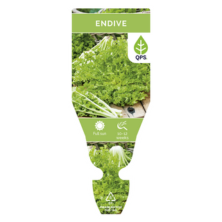 Endive Seedlings (Fine leaf)