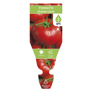 Tomato Seedling (Grosse Lisse)