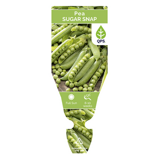 Snap Pea Seedlings