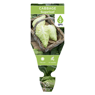 Pointed Cabbage Seedlings (Sugarloaf)