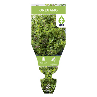 Oregano Seedlings