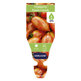 Tomato Seedling (Sweet Casady)