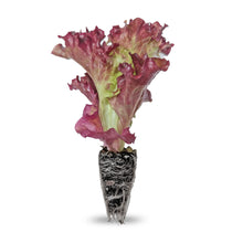 Load image into Gallery viewer, Red Coral Lettuce Seedling

