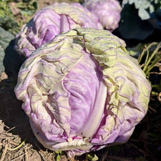 Rosé Cabbage Seedlings