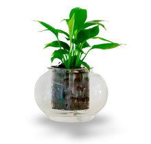 Load image into Gallery viewer, Small Self-watering Pot &#39;The Essential&#39;
