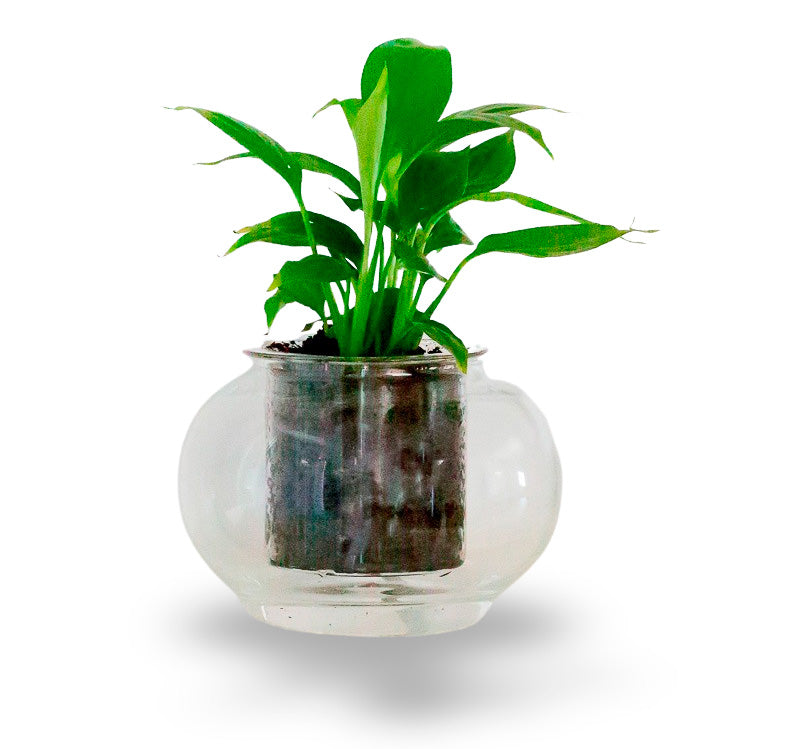 Small Self-watering Pot 'The Essential'