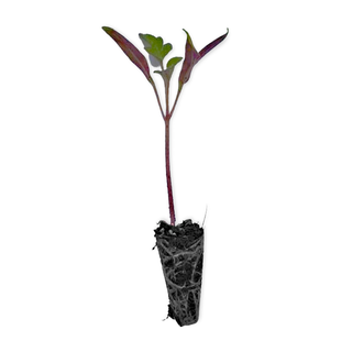 Tomato Seedling (Grosse Lisse)