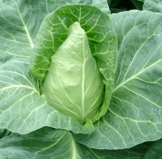 Pointed Cabbage Seedlings (Sugarloaf)