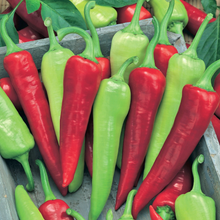 Load image into Gallery viewer, Thai Chilli (Hot)
