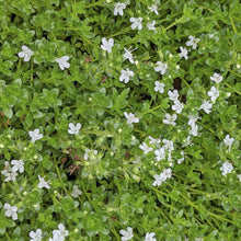 Load image into Gallery viewer, Creeping Thyme Seed
