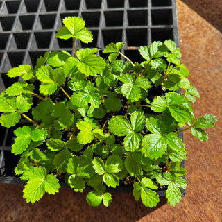 Wattle & Wick - Bundle 1: Strawberry Seedling pack