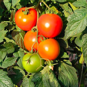 Tomato Seedling (Apollo)