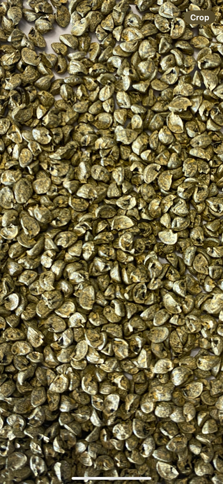 Certified Organic Onion Seed - Quality Plants & Seedlings