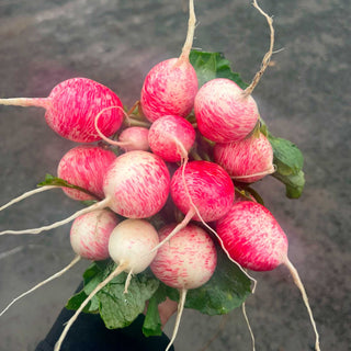 Radish (Graffiti) - Quality Plants & Seedlings