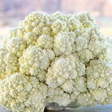 Load image into Gallery viewer, Romanesco Seedlings (White)

