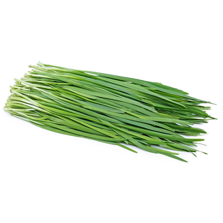 Chive Seedlings (Garlic)