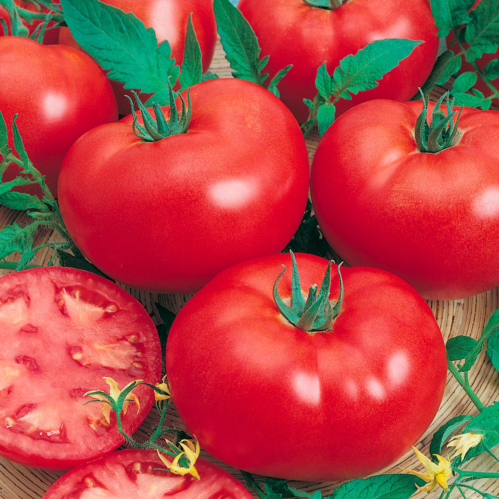 Tomato Seedling (Grosse Lisse)