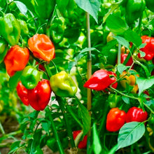 Load image into Gallery viewer, Habanero Chilli (Mixed)
