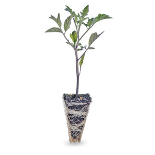 Tomato Heirloom Seedling (Rainbow Blend)